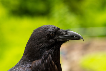 Close up Portrait of a Raven