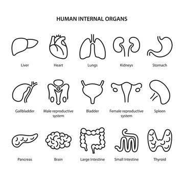 Set of icons of human internal organs in outline style