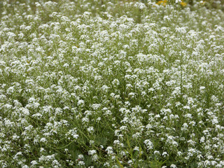 greenery and flowers