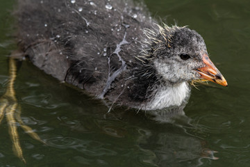 Very Young Coot on the Water