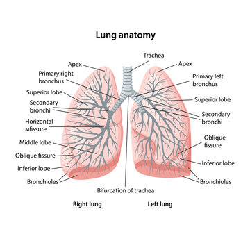 Structure of human lungs with description of the corresponding parts. Trachea and bronchi. Anatomical vector illustration in flat style isolated over white background.