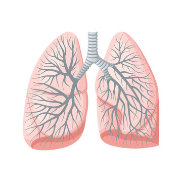 Human lungs. Trachea and bronchi. Anatomical vector illustration in flat style isolated over white background.