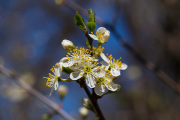 Crataegus. Hawthorn flowers in spring close-up