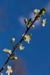 Crataegus. Blooming hawthorn branch in spring close-up