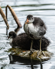 Very Young Coots on the Water