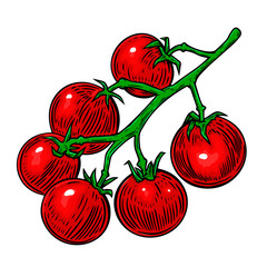 Illustration of cherry tomatoes isolated on white. Design element for poster, card, banner, flyer, menu. Vector illustration