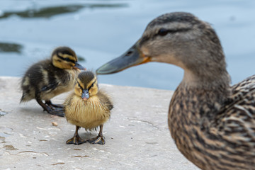 Pair of Very Young Ducklings with Mother