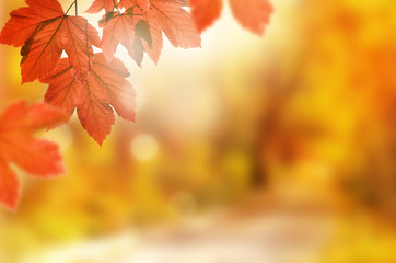 Autumn background. Yellow leaf in autumn park on a blurred background