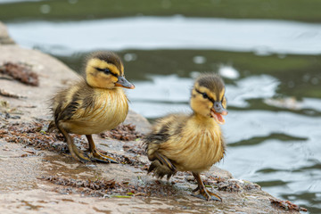 Pair of Very Young Ducklings