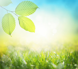 Big green leaf with green grass background