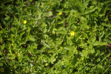 yellow wildflowers