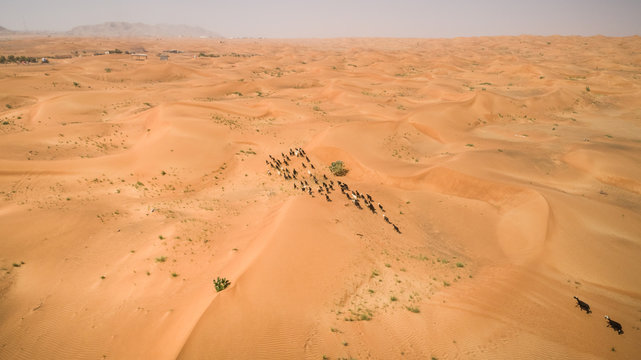 Aerial view of a group of goats walking in the desert of Sharjah, U.A.E.