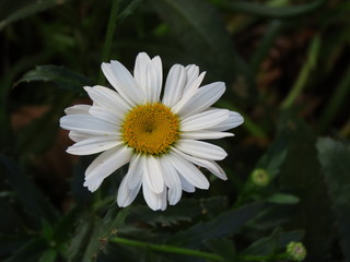 Fototapeta premium Israelian Camomile