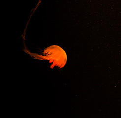 colorful malaysian sea nettle jellyfish on dark background