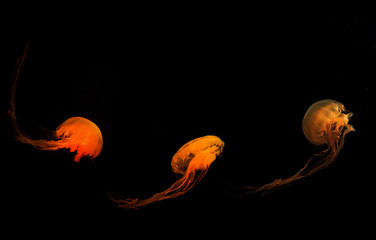 colorful malaysian sea nettle jellyfish on dark background