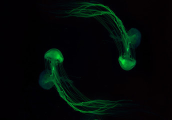 colorful malaysian sea nettle jellyfish on dark background