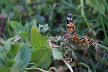 butterfly on leaf