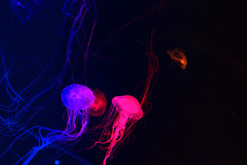 colorful malaysian sea nettle jellyfish on dark background