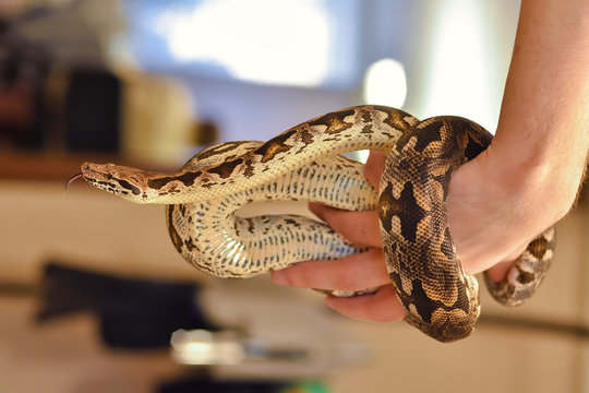 python on hand, snake on hand, man holds python