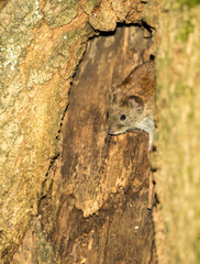 Rötelmaus Waldwühlmaus (Myodes glareolus Clethrionomys glareolus) klettert über Baumwurzel einer Stieleiche (Quercus robur Quercus pedunculata), Lüneburger Heide, Niedersachsen, Deutschland, Europa