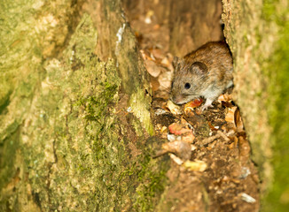 Rötelmaus Waldwühlmaus (Myodes glareolus Clethrionomys glareolus) klettert über Baumwurzel einer Stieleiche (Quercus robur Quercus pedunculata), Lüneburger Heide, Niedersachsen, Deutschland, Europa