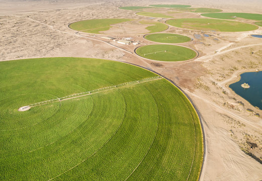 Aerial view of agricultural green circles in the middle of Saih Al Salam Desert in Dubai, U.A.E.