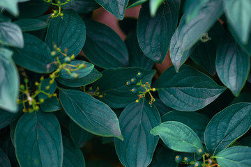 Beautiful greenery in the summer park