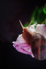 Macro photo of snail on a black background
