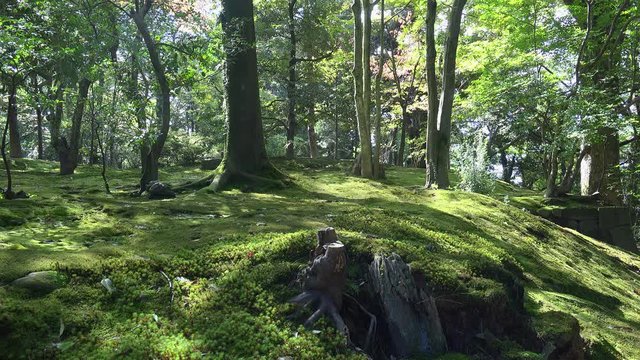 Trees growing on the moss in Kenroku-en garden.  Kanazawa, Ishikawa, Japan
