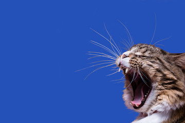 A yelling cat head profile with long whiskers on a blue background - obrazy, fototapety, plakaty