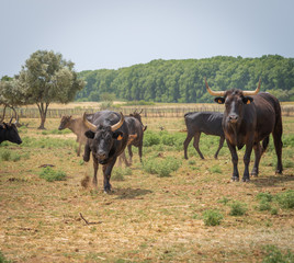 Naklejka na ściany i meble Saint-Bres, France - 06 06 2019: Herd of Camargue bulls