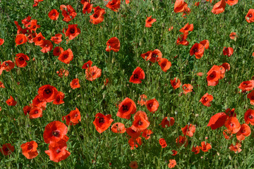 Naklejka premium Many bright scarlet poppies on green background.