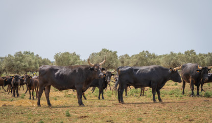 Naklejka na ściany i meble Saint-Bres, France - 06 06 2019: Herd of Camargue bulls