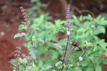 flowers in the garden