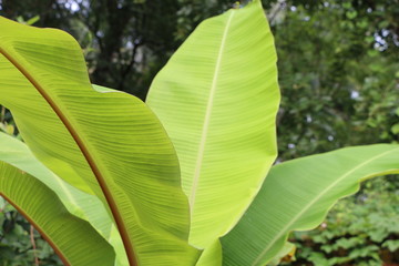 Banana Leaves