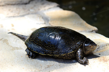 European pond turtle lying on the pavement near a pond.