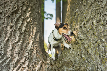 Little Jack Russell Terrier dog is climbing up a huge tree
