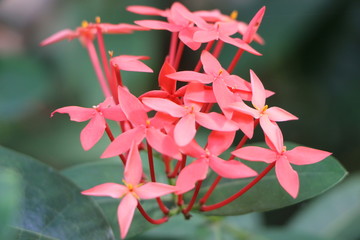 Flowers in garden