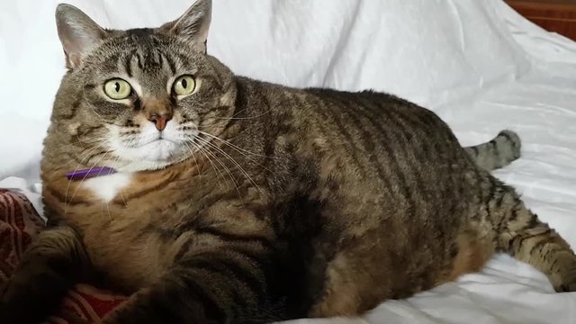 A cat of incredible size lying on the sofa. She has huge legs and torso. Fat belly. Lies and looks on sides. Overweight in a pet. Wrong cat food