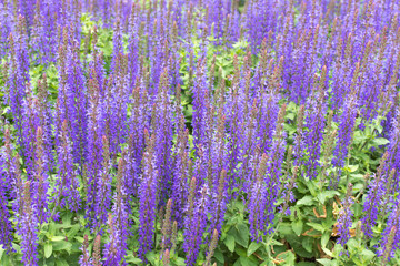 Fototapeta premium Lavender flower closeup. Lavander background. Field of lavander flower.