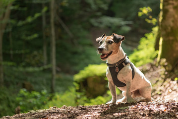 Small old  funny Jack Russell Terrier dog is sitting obediently in a sunny forest © Karoline Thalhofer