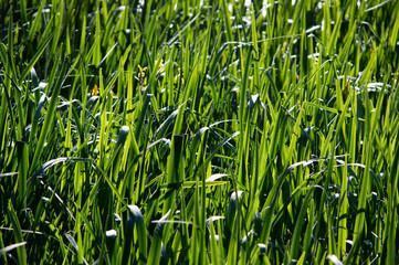 dew on long grass