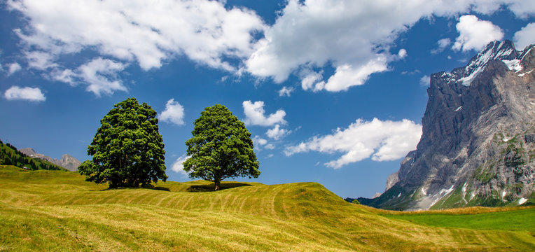 Swiss beauty, meadows and trees in Grindelwald valley, under Wetterhorn mount, Bernese Oberland,Switzerland,Europe