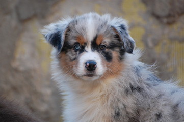 Australian Shepherd Welpe