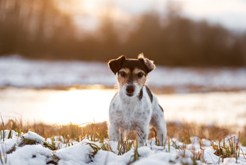 Jack Russell Terrier in white winter landscape. Doggy 8 years old.
