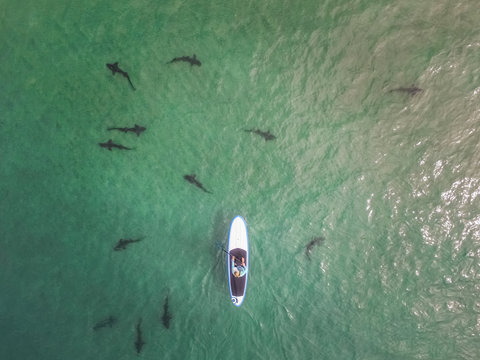Aerial view of a veterinarian feeding the sharks in La Jolla underwater park, San Diego, USA.