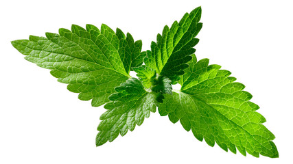 Catnip leaves n. cataria, paths