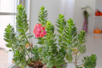 pink flower plant
