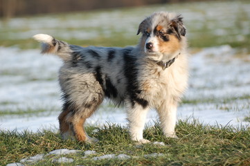 Australian Shepherd Welpe