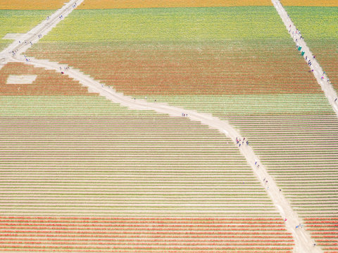 Aerial view of tulips fields in Mount Vernon, Washington, USA.